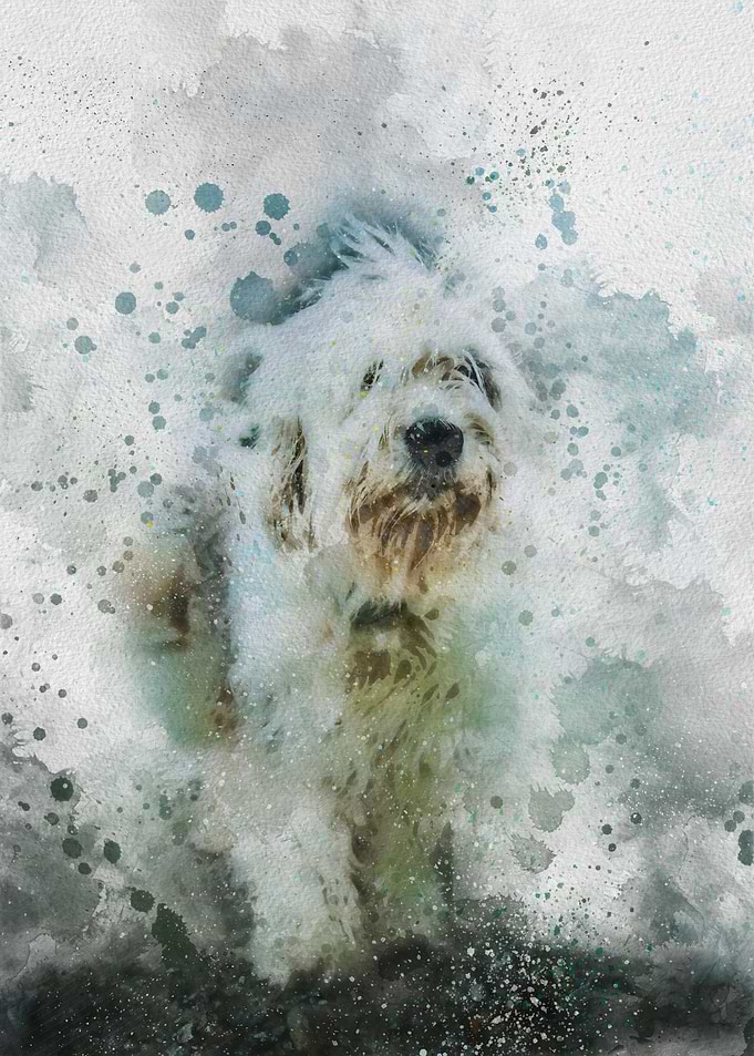 Old English Sheepdog Watercolor