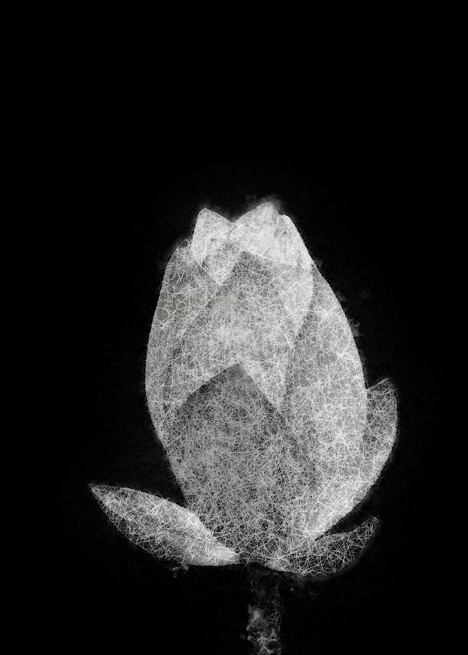 lotus flower bud aesthetic sketch art