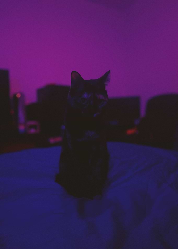 Black Cat in Purple Room