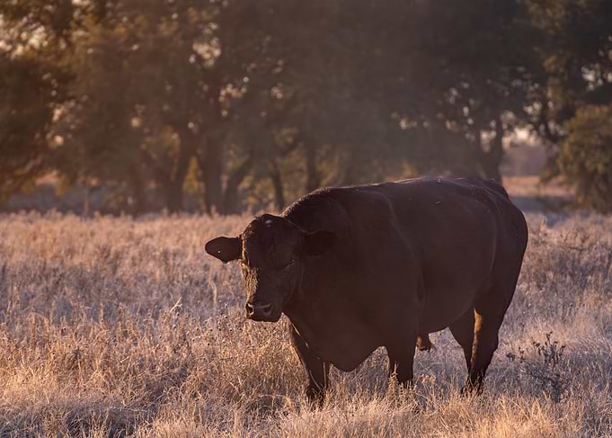 Black Bull in Field