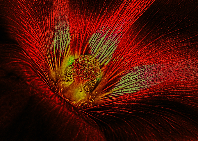 Red Flower Macro