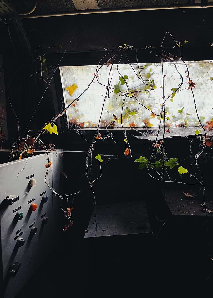 Overgrown Window in Abandoned Building during Urbex