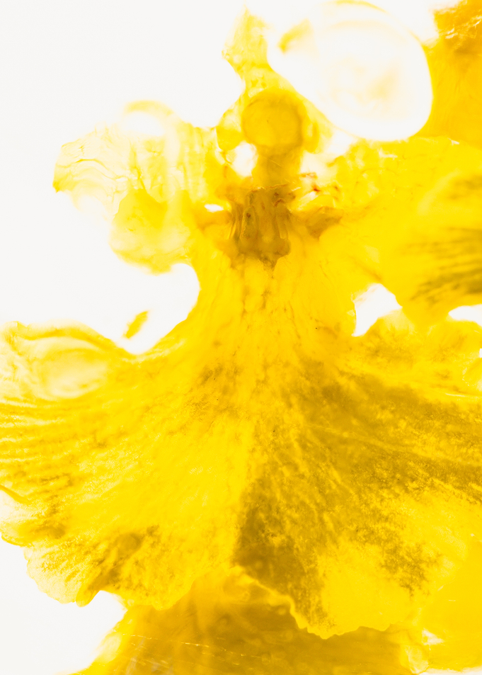Yellow orchid in crystal clear ice 2