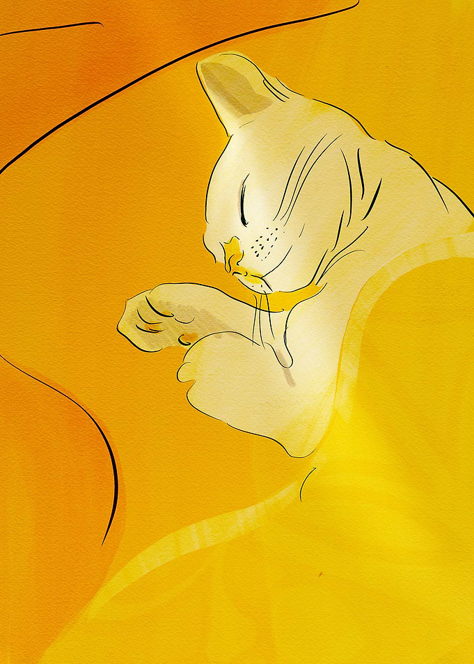 Sleeping Cat Illustration