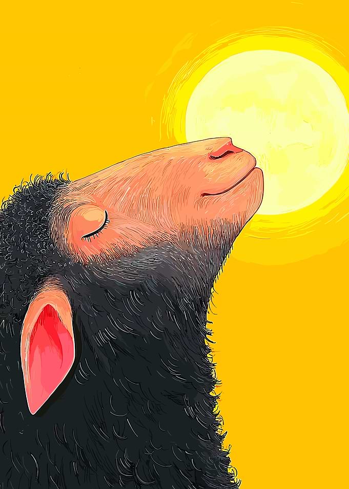 Smiling Sheep Sun