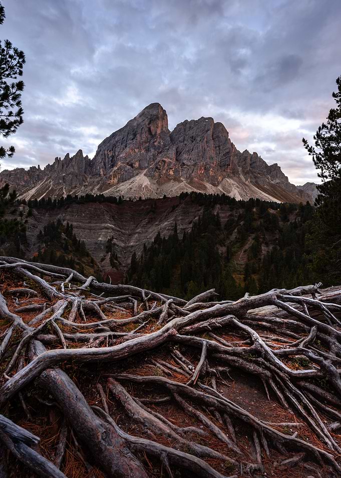 Mountain Roots