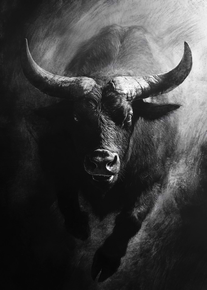 Black bull