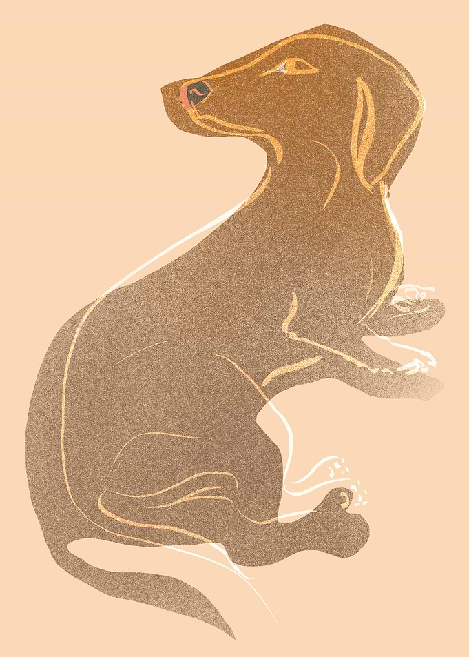 Golden Dachshund Illustration