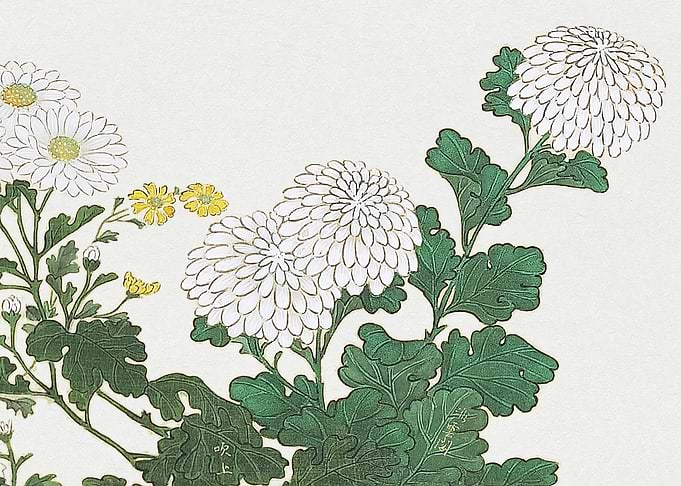 White Chrysanthemum Flowers