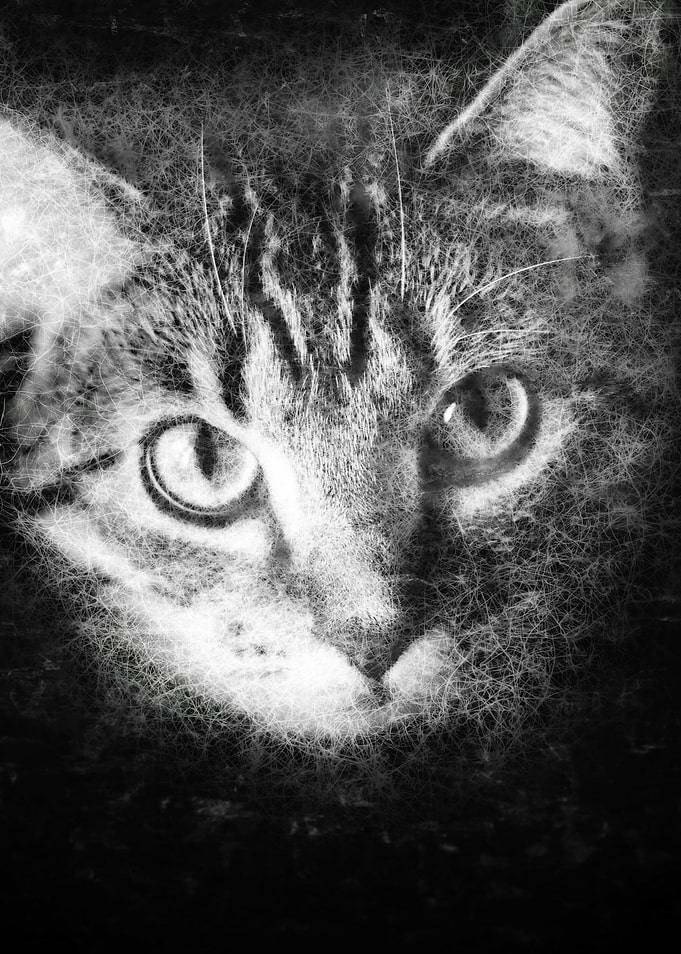 Cat close up fine line sketch art