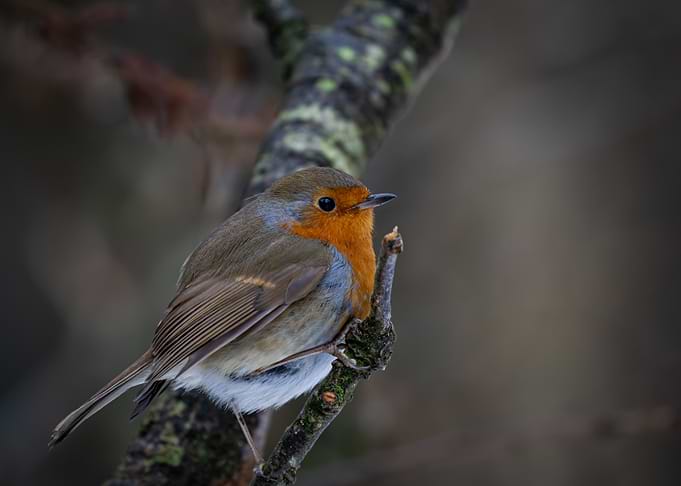 Robin on Branch