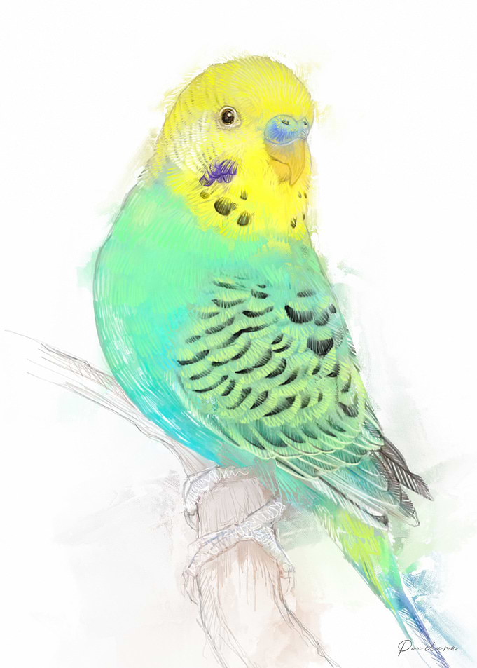 Parakeet Watercolor Illustration