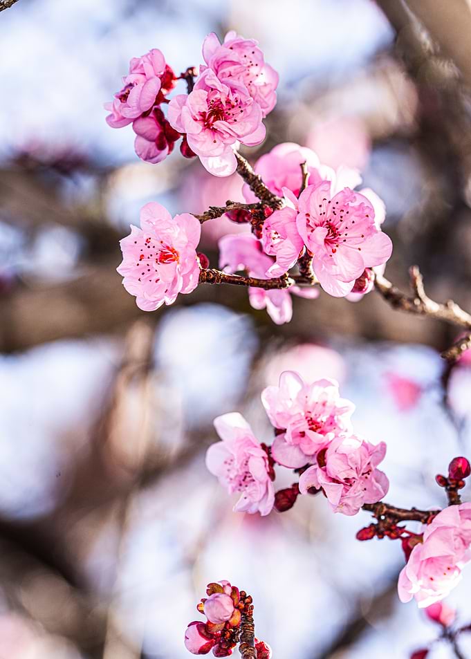 Pink Cherry Blossoms