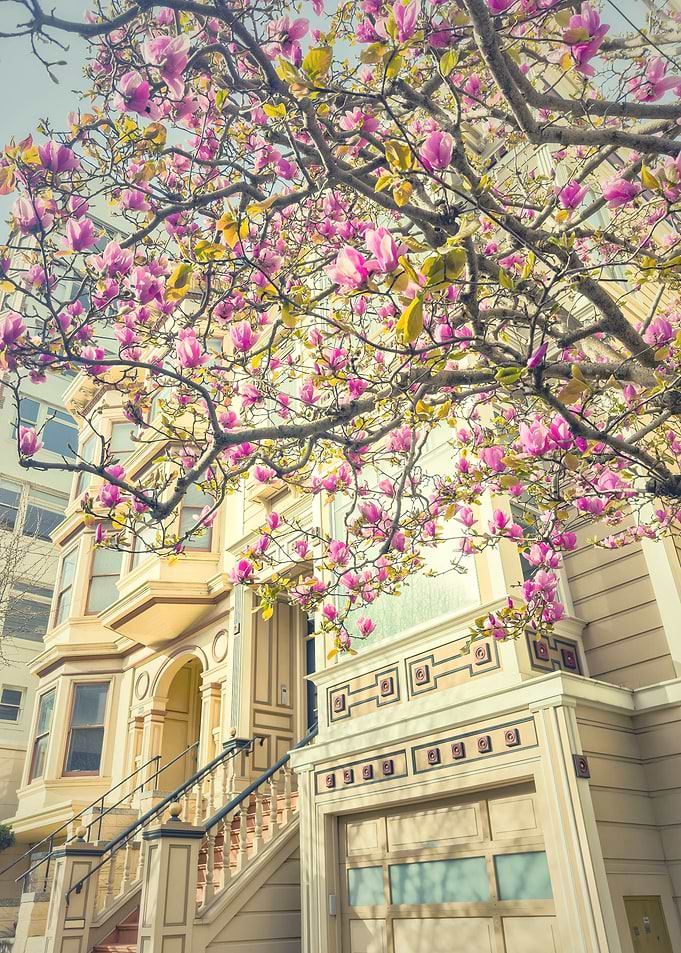 Pink Blossoms Over Victorian House