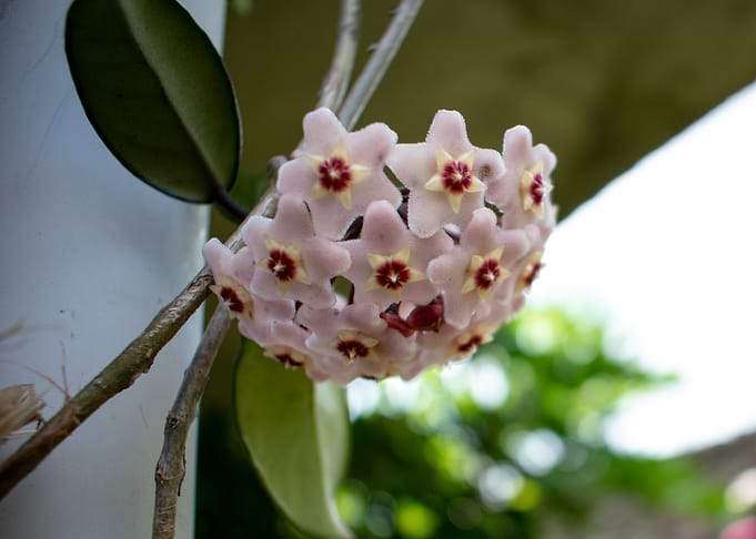 Pink Star-Shaped Flowers