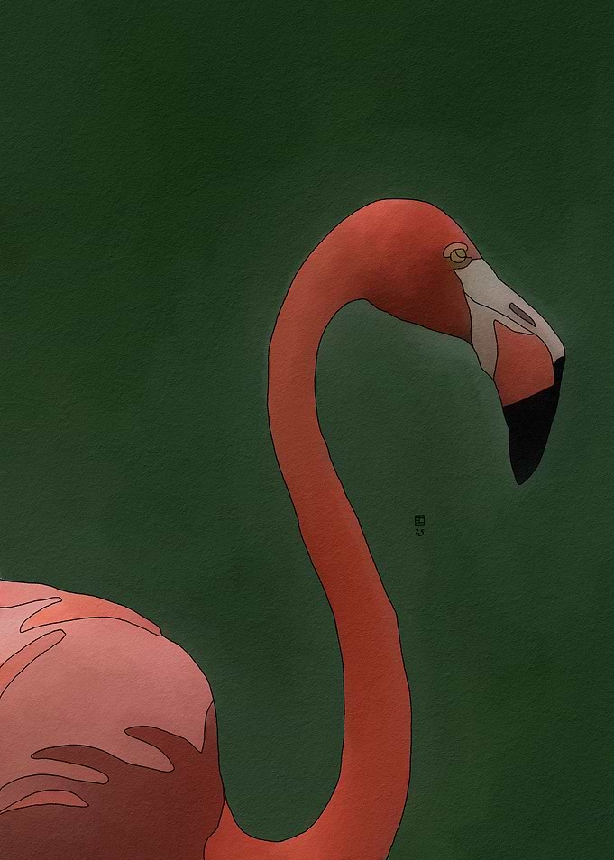 American Flamingo Illustration