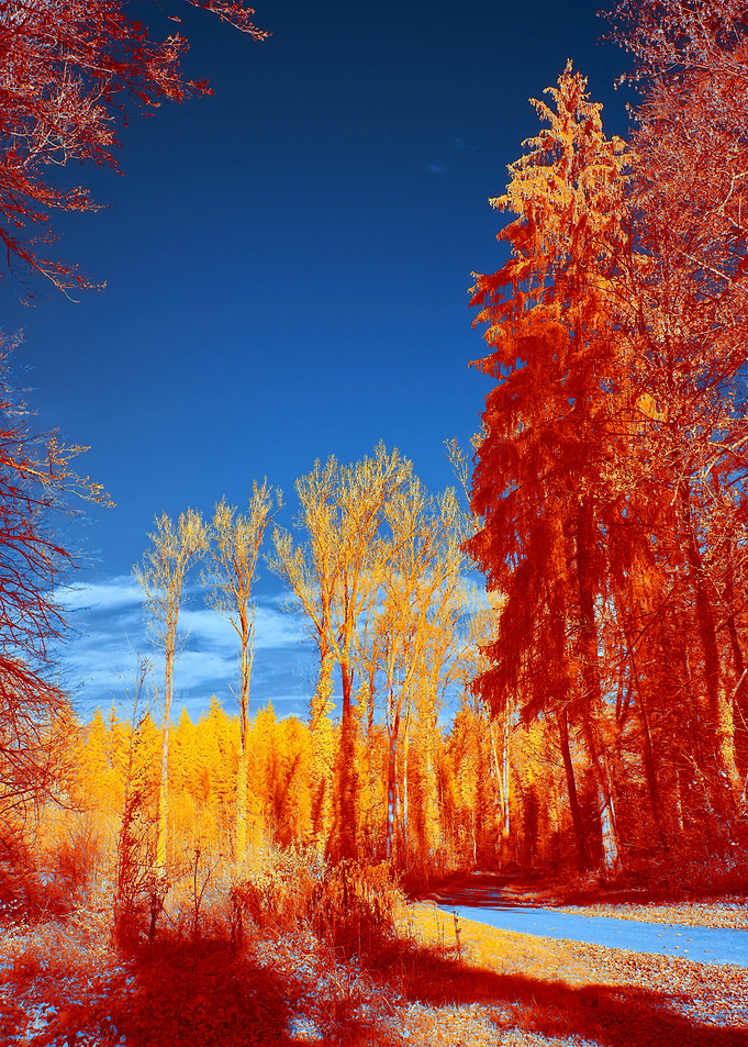 Orange Infrared Forest Path