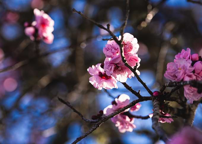 Pink Cherry Blossoms