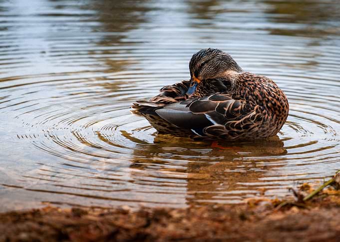 Duck Preening in Water