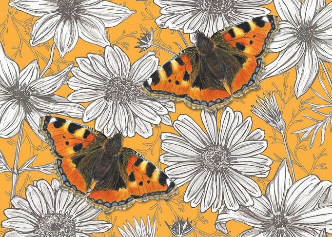 Tortoiseshell Butterflies and Daisies