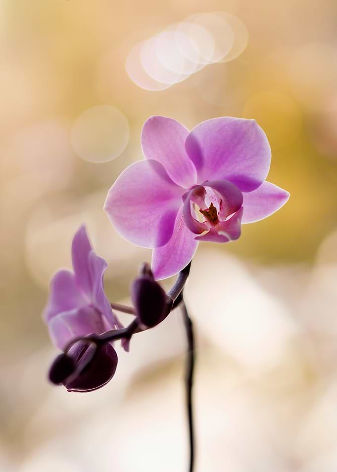Pink Orchid Blossom