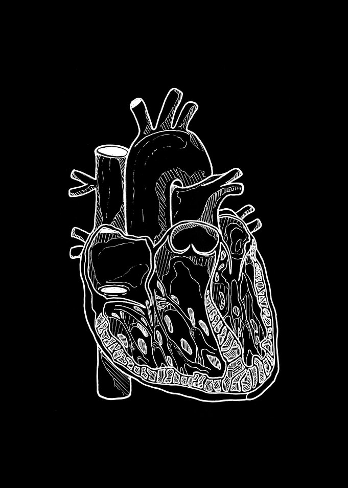 Anatomical Heart Illustration