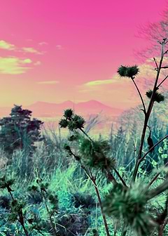 Scottish Thistles at Sunset