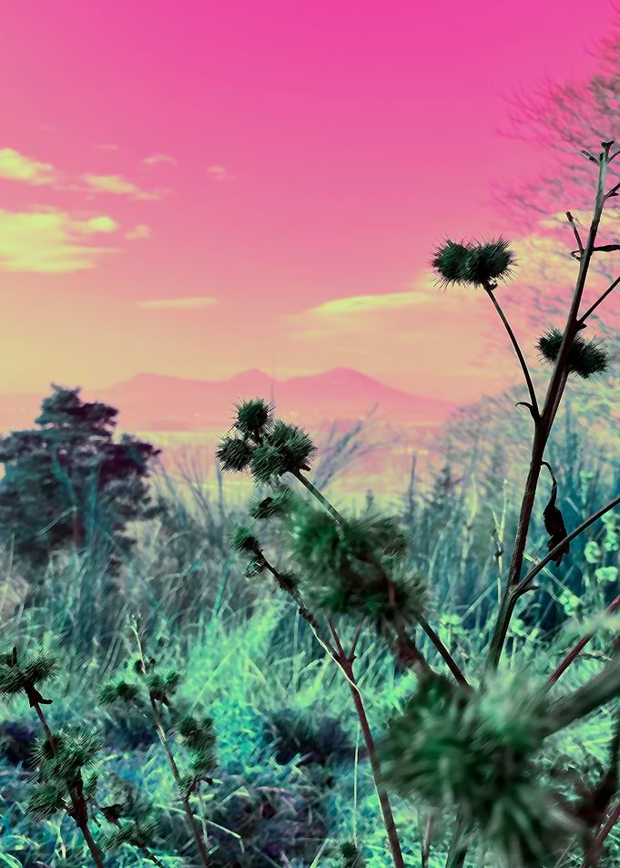 Scottish Thistles at Sunset
