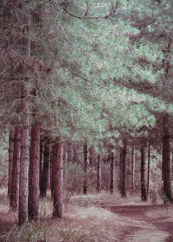 Forest Path