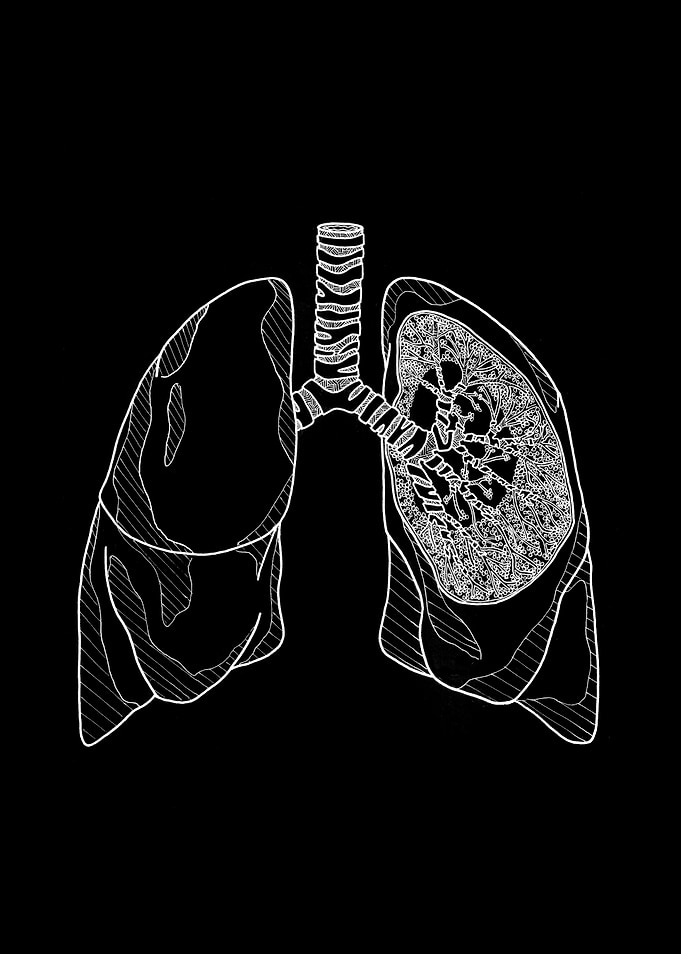 Lungs Anatomy Illustration