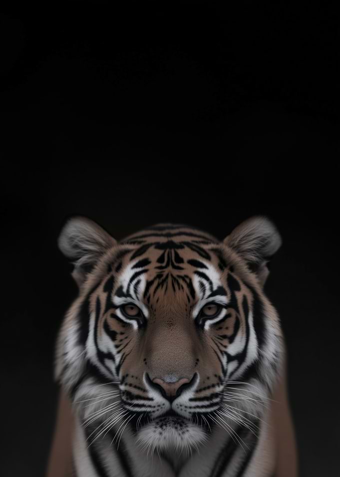 Tiger Close-Up