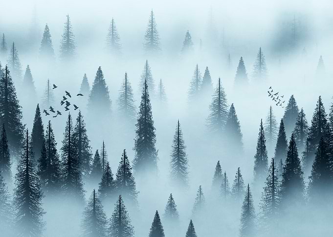 Misty Forest