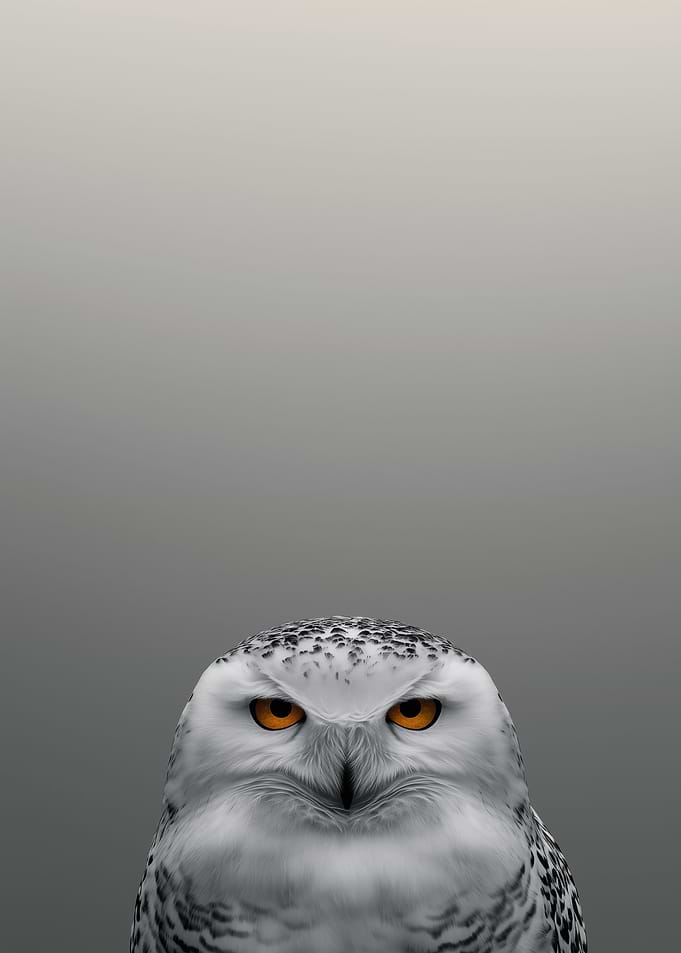 Snowy Owl Portrait