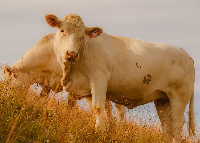 White Cows in Field