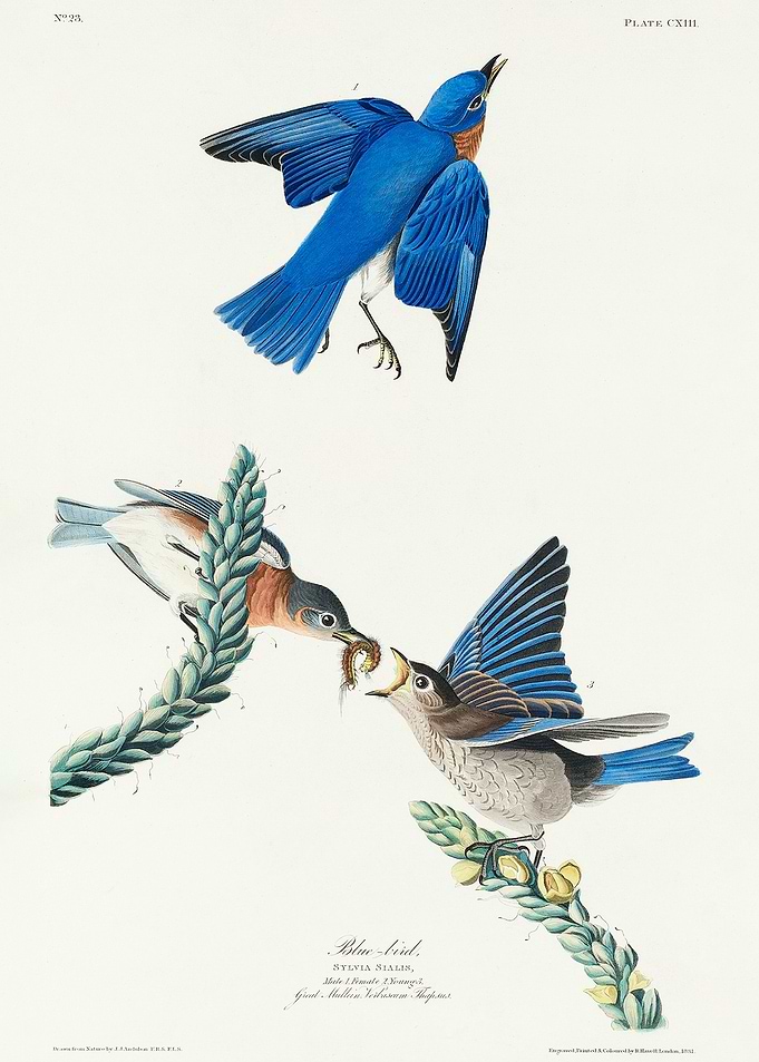 Bluebird