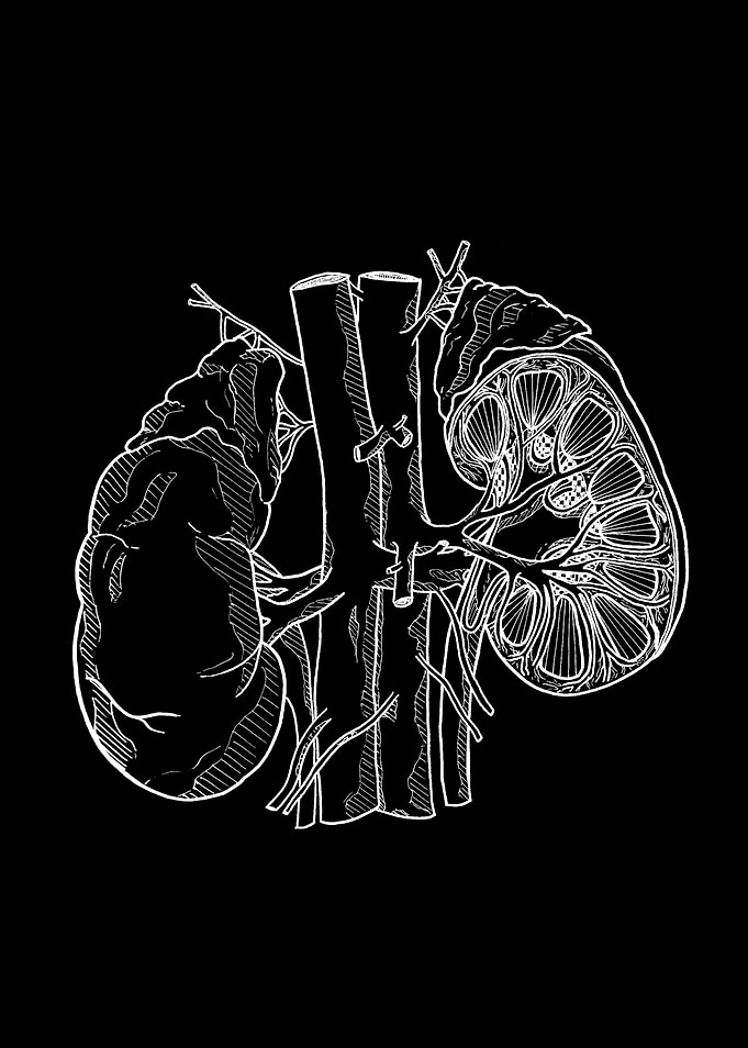 Kidney and Adrenal Glands Anatomy Illustration