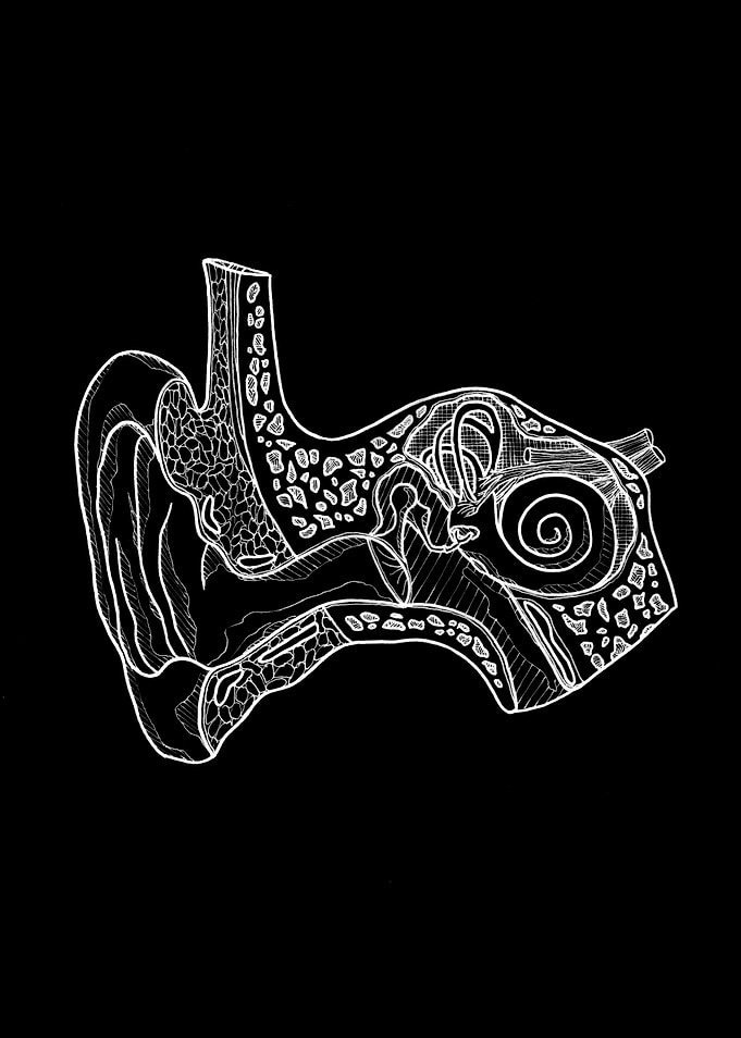 Human Ear Anatomy