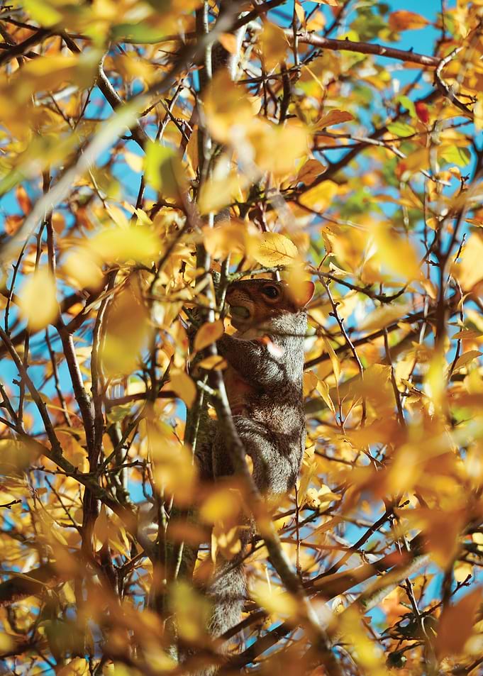 Squirrel in Autumn Tree