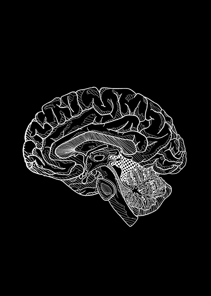 Human Brain Anatomy