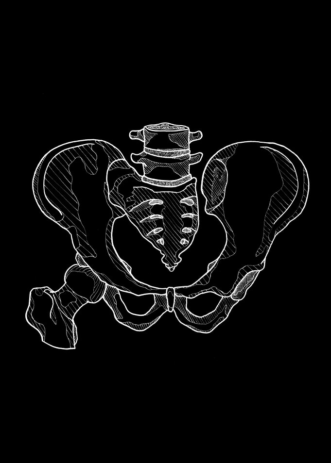 Human Pelvis Anatomy