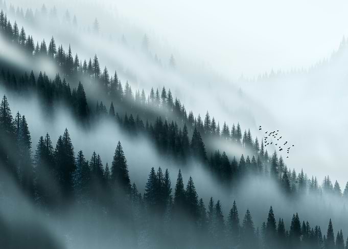 Misty Forest Landscape
