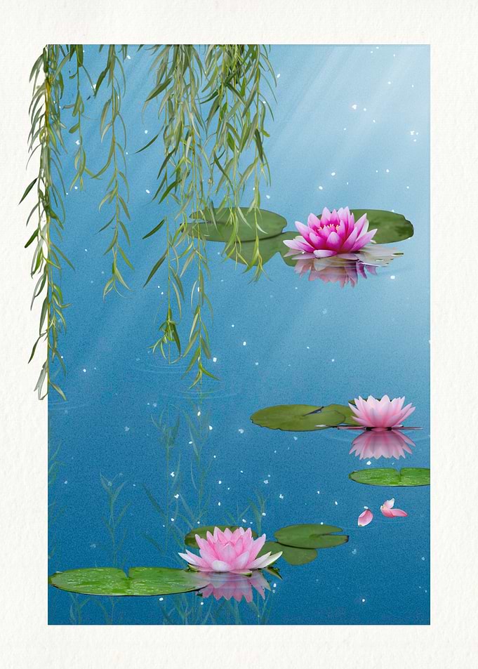 Water Lily Pond