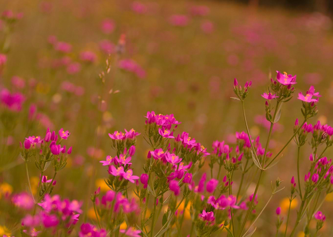 Pink Wildflowers Field