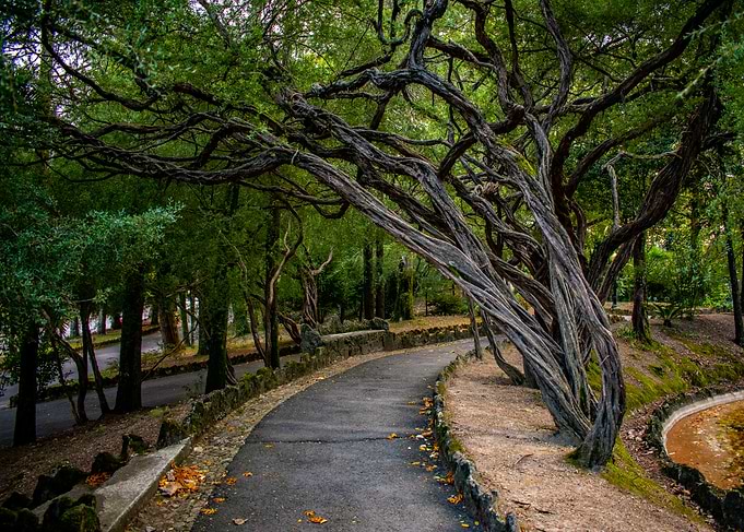 Twisted Tree Path