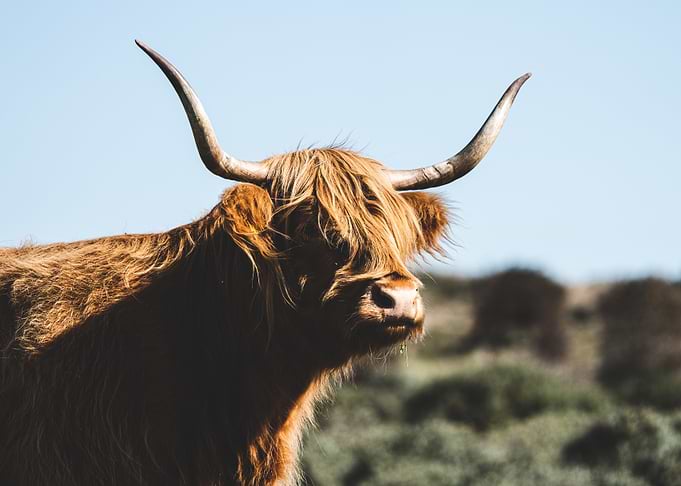 Sunny Highland Cow in front of a blue sky
