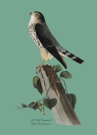 Bird Of Prey