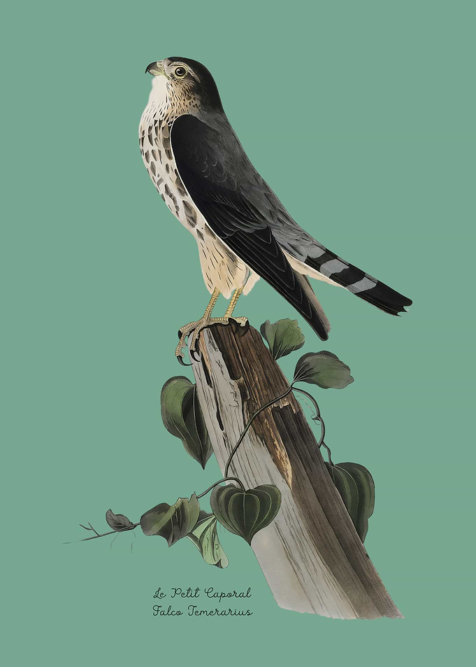 Bird Of Prey