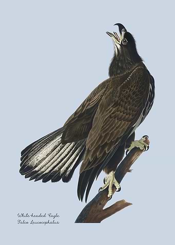 Eagle