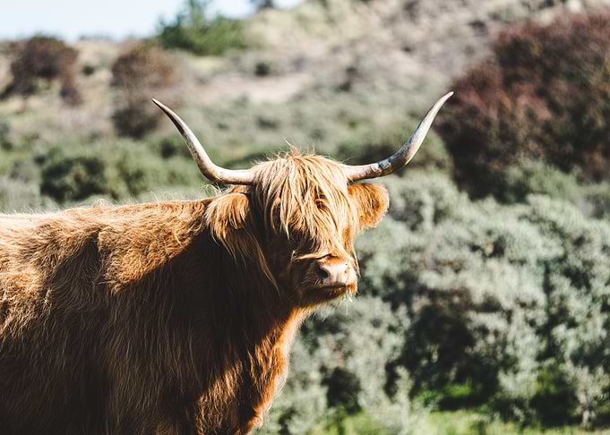Highland Cow in Field