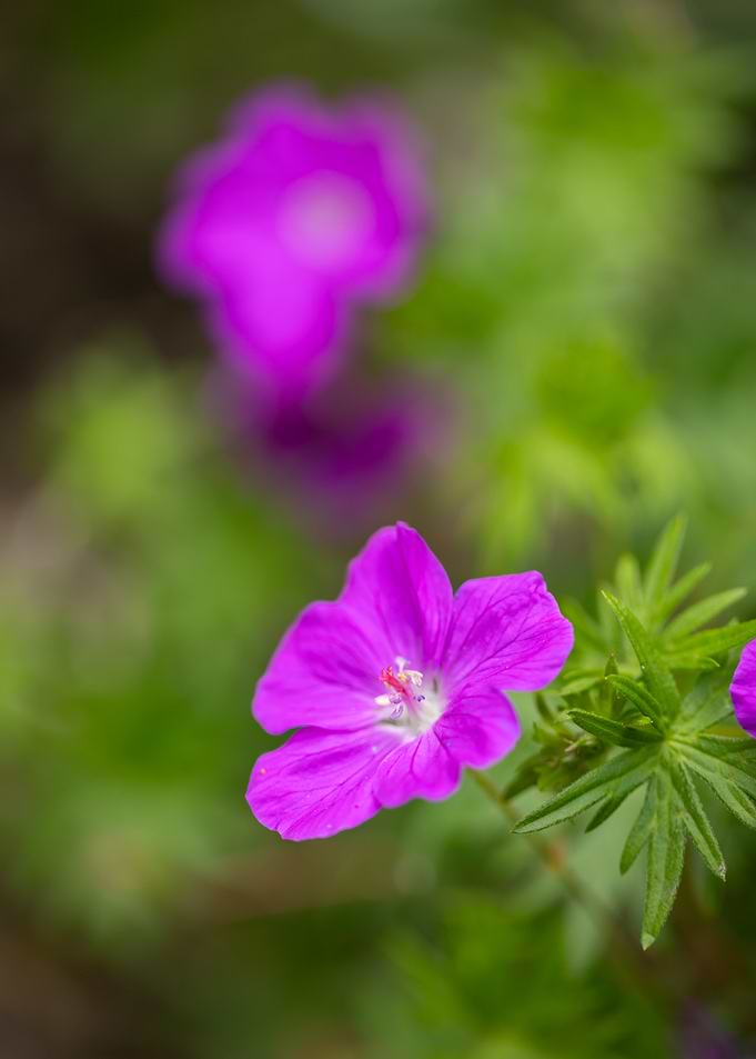 Purple Wildflower Close-Up, Art Floral Photography